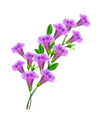 Petunya çiçekleri beyaz arkaplanda izole edilmiş