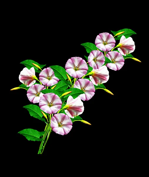 Petunia bloemen geïsoleerd op zwarte achtergrond — Stockfoto