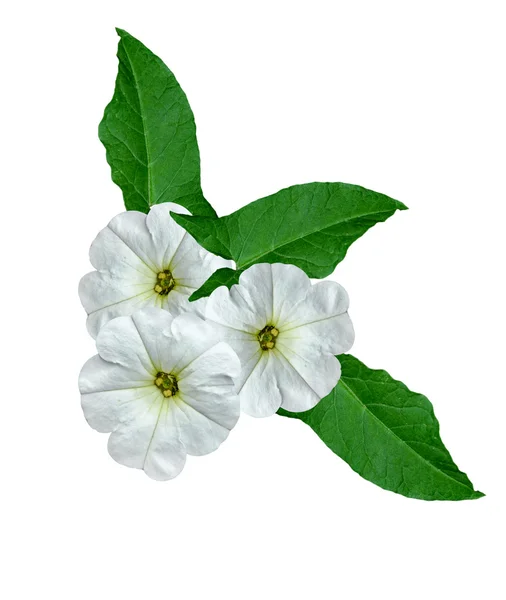 Petunia flores aisladas sobre fondo blanco — Foto de Stock
