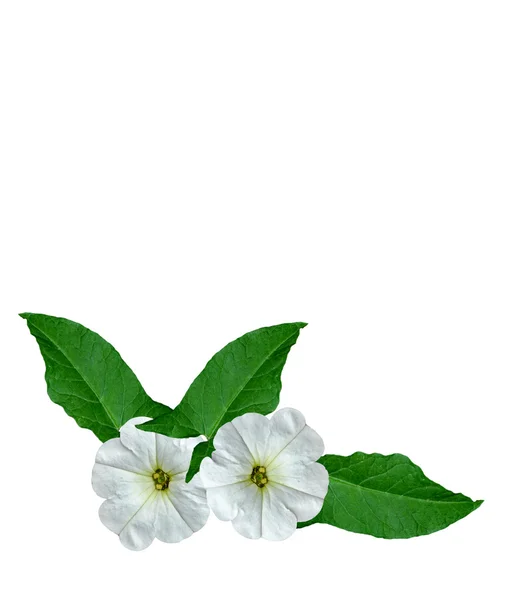 Petunya çiçekleri beyaz arkaplanda izole edilmiş — Stok fotoğraf
