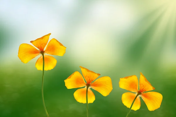 Pozłotka kolorowe piękne kwiaty na tle — Zdjęcie stockowe