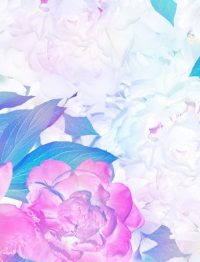 Bahar çiçekleri peonies ve Yasemin