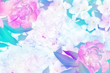 Bahar çiçekleri peonies ve Yasemin