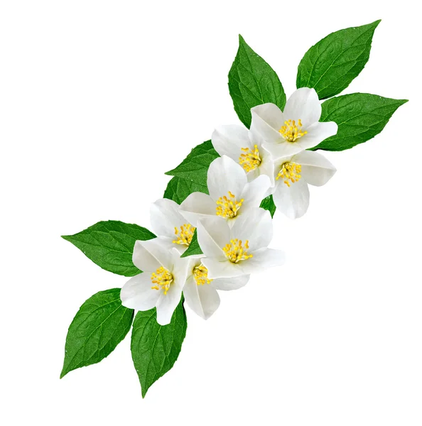 A fehér jázmin virág. — Stock Fotó