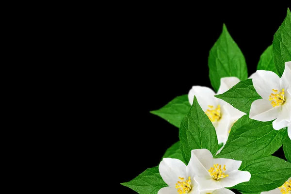 Vit jasmin blomma. gren av jasminblommor isolerad på bla — Stockfoto