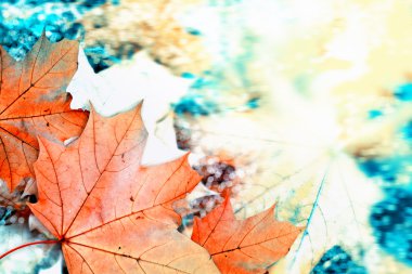 Sonbahar manzara. Güzel yaprakları. manzara. Renkli ağaçlar