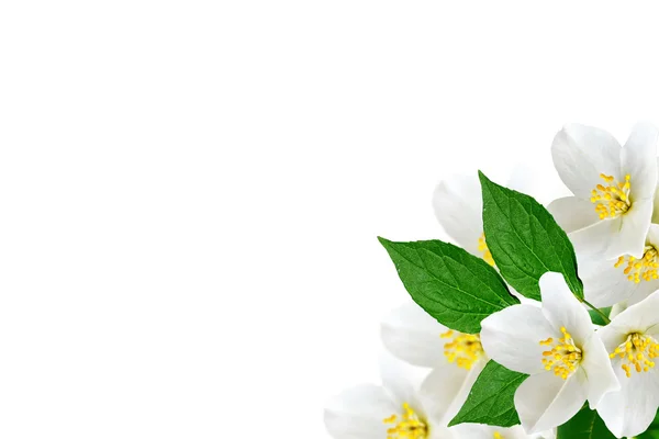 Narin yasemin çiçekleriyle bahar manzarası. Beyaz çiçekler — Stok fotoğraf