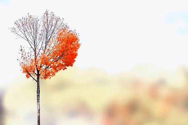 Paysage d'automne. Beaux arbres d'automne colorés dans le parc — Photo