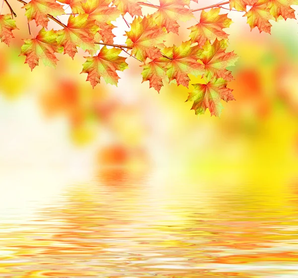 Branch with beautiful colorful leaves. Autumn landscape. — Stock Photo, Image