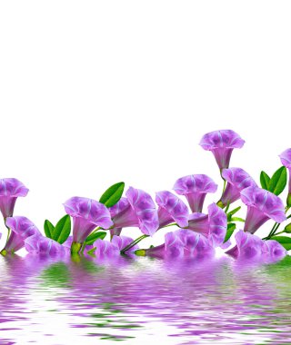 Petunya çiçekleri beyaz arkaplanda izole edilmiş