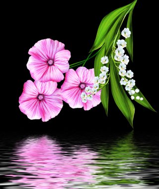 siyah arka plan üzerine izole Petunya çiçek