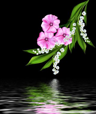 siyah arka plan üzerine izole Petunya çiçek