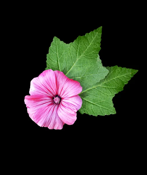 Pétunia fleurs isolées sur fond noir — Photo