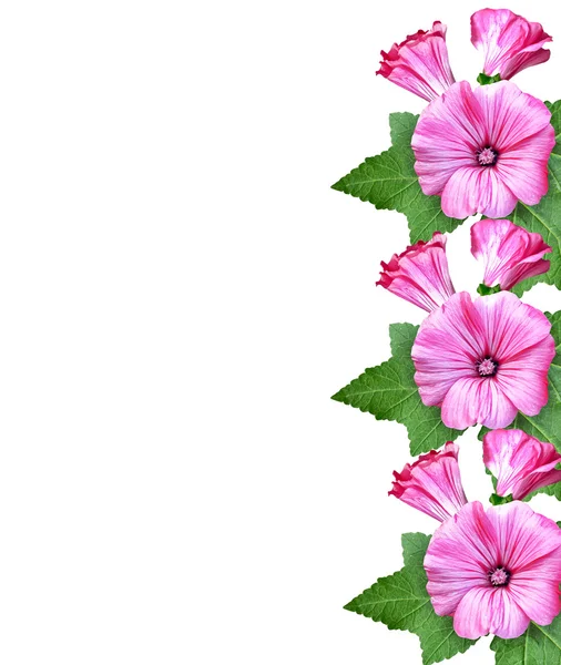 Petunia fiori isolati su sfondo bianco — Foto Stock
