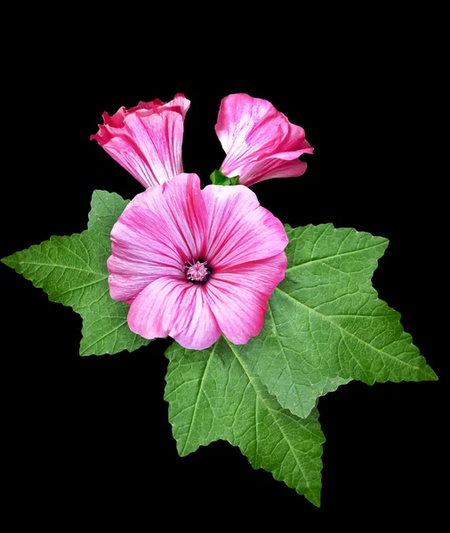 Petunia bloemen geïsoleerd op zwarte achtergrond — Stockfoto