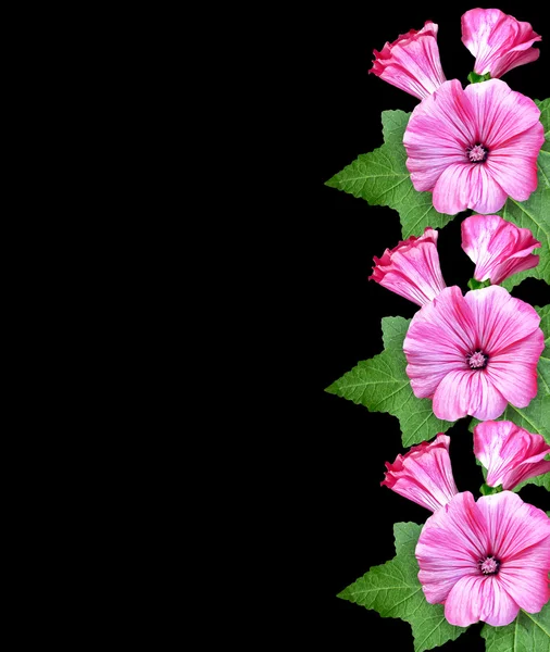 Petunia bloemen geïsoleerd op zwarte achtergrond — Stockfoto