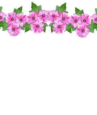 Petunya çiçekleri beyaz arkaplanda izole edilmiş