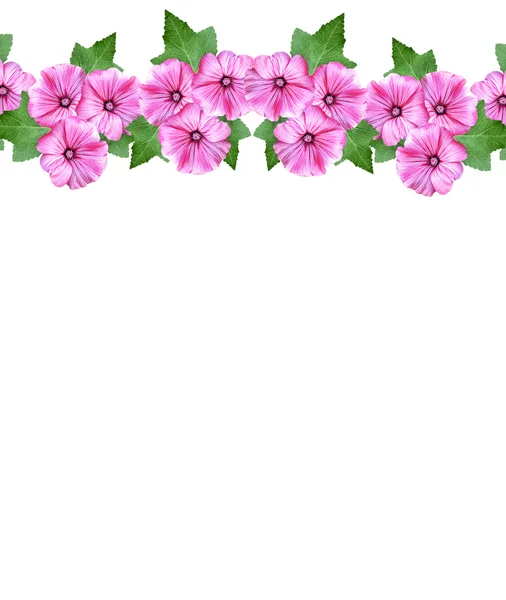 Petunie květiny izolované na bílém pozadí — Stock fotografie