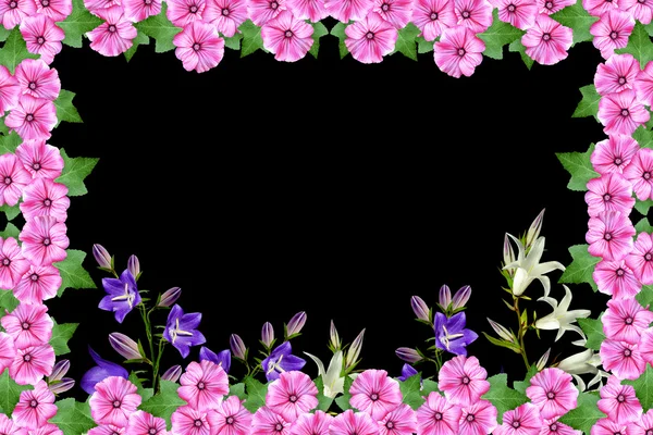 Petunia fiori isolati su sfondo nero. fiore luminoso — Foto Stock