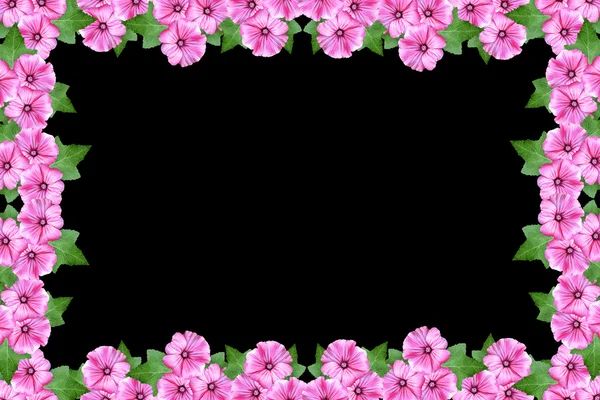 Πετούνια λουλούδια που απομονώνονται σε μαύρο φόντο. φωτεινό λουλούδι — Φωτογραφία Αρχείου