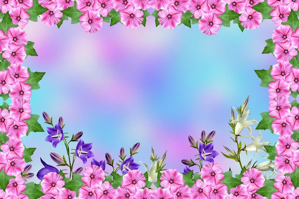 Nyári táj. A gyönyörű színes virágok, a petúnia keret — Stock Fotó