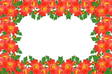 Çiçekler dahlias buket. Beyaz arka plan üzerinde izole çiçekler