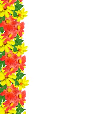 Beyaz arkaplanda izole çiçekler.