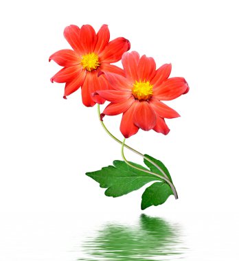 Beyaz arkaplanda izole çiçekler.