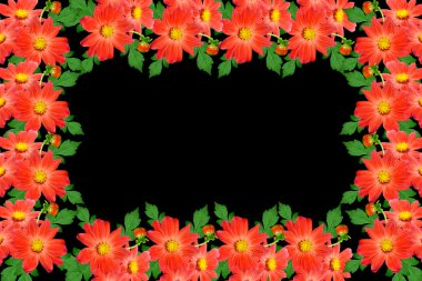 Çiçekler dahlias buket. Siyah arka plan üzerine izole çiçekler