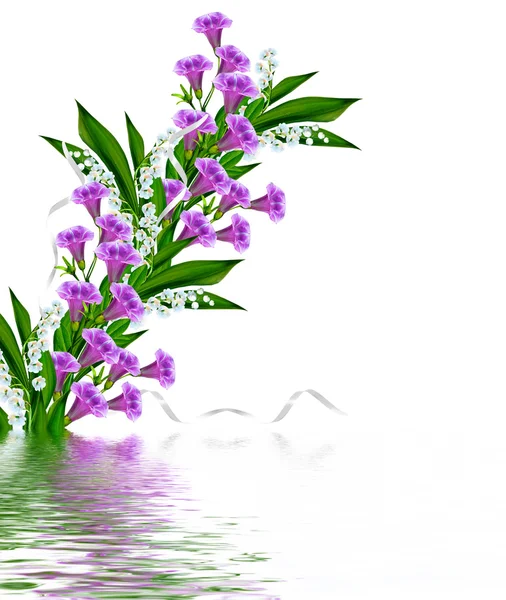 Petunia flowers isolated on white background — Stock Photo, Image