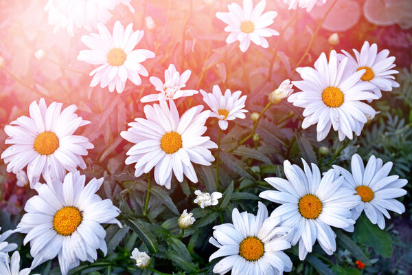 Wildflowers daisies. Summer landscape. white chamomile flowers