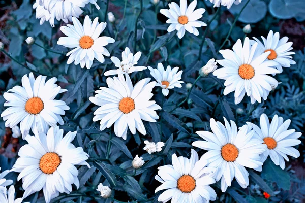 Wildflowers daisies. Summer landscape. white chamomile flowers — Stock Photo, Image