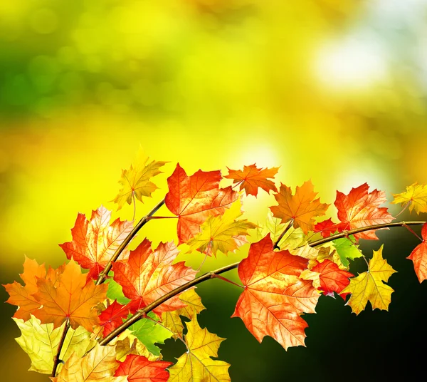 Herbstlandschaft. schöne Blätter. Landschaft. Bunte Bäume — Stockfoto