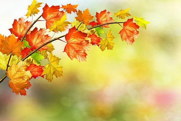 Autumn landscape. Beautiful  leaves. landscape. Colorful trees — Stock Photo, Image