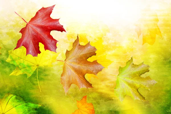 秋の風景です。美しい葉。風景です。カラフルな木 — ストック写真