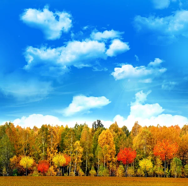 Herbstlandschaft. schöne Blätter. Landschaft. Bunte Bäume — Stockfoto