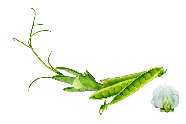 白い背景に隔離された緑のエンドウ豆のポッド — ストック写真