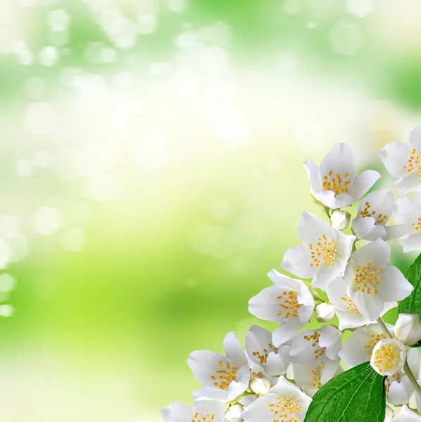 Bílá květina jasmínový. — Stock fotografie