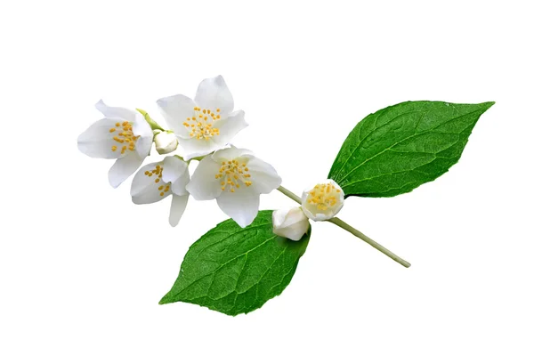 Ramo de flores de jasmim isolado no fundo branco. primavera — Fotografia de Stock