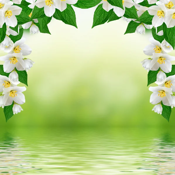 Flor de jazmín blanco . — Foto de Stock