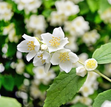Beyaz yasemin. Narin bahar çiçekleri dalları
