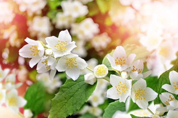 Beyaz yasemin. Narin bahar çiçekleri dalları — Stok fotoğraf