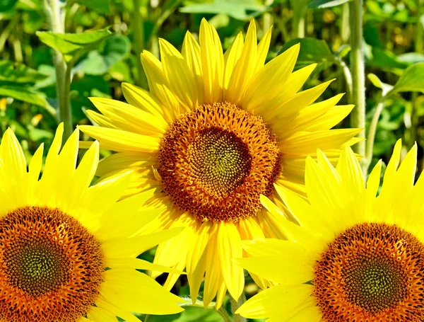 Beau champ de tournesol en été. fleurs jaunes — Photo