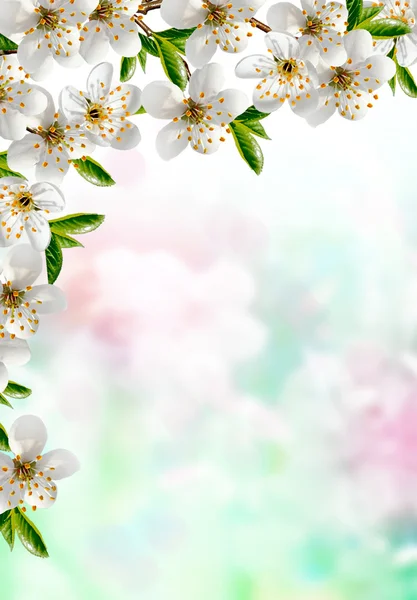 樱桃树开花。春天开花的花园. — 图库照片