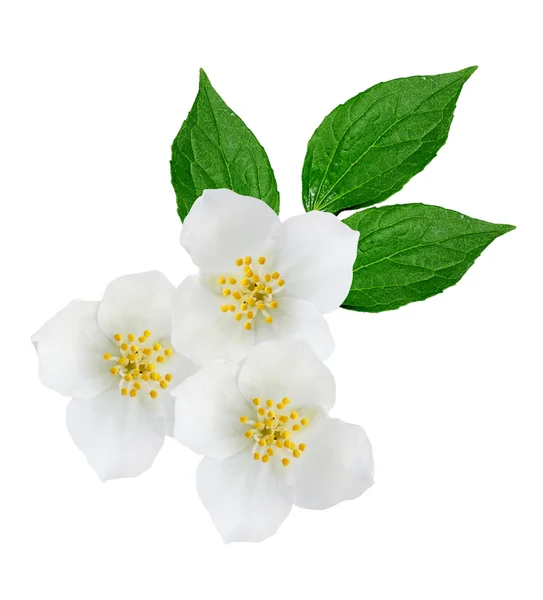 Branch of jasmine flowers isolated on white background. spring — Stock Photo, Image