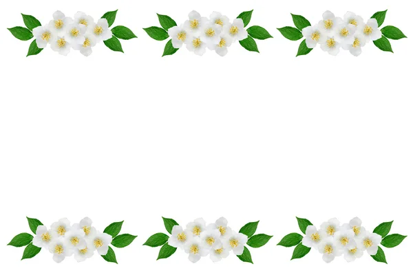 Branch of jasmine flowers isolated on white background. spring — Stock Photo, Image