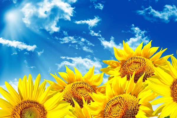 Belo campo de girassol no verão. flores amarelas — Fotografia de Stock