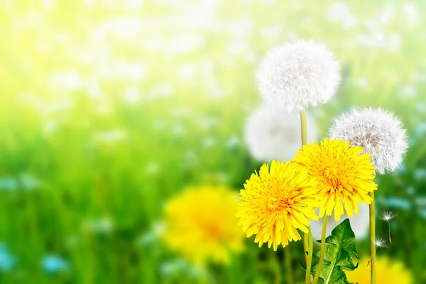 Flauschige Löwenzahnblüte vor dem Hintergrund des Sommerlochs — Stockfoto