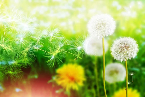 Fluffy dandelion flower against the background of the summer lan — Stock Photo, Image