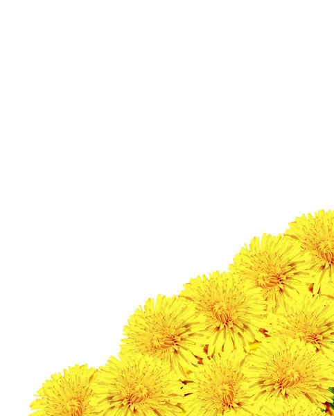 Karahindiba çiçekleri beyaz arkaplanda izole — Stok fotoğraf